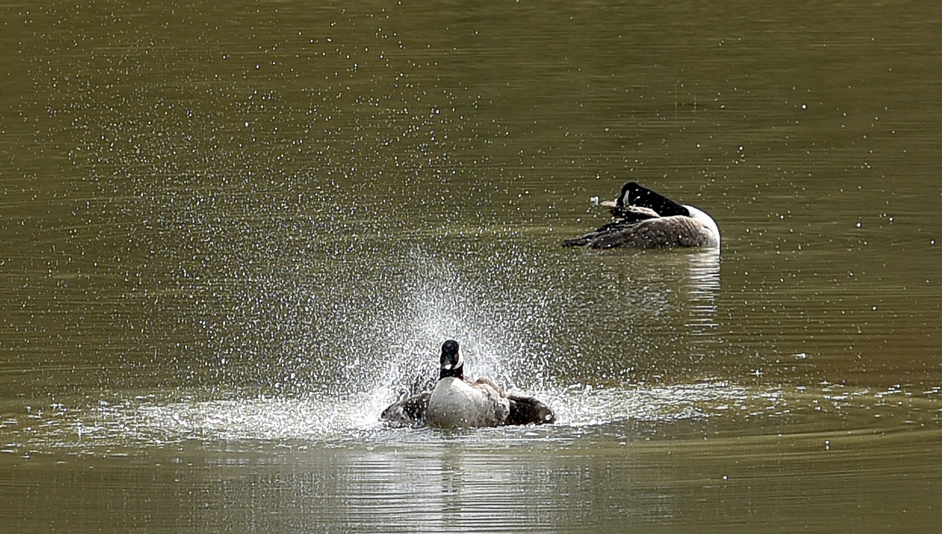 Canada Goose